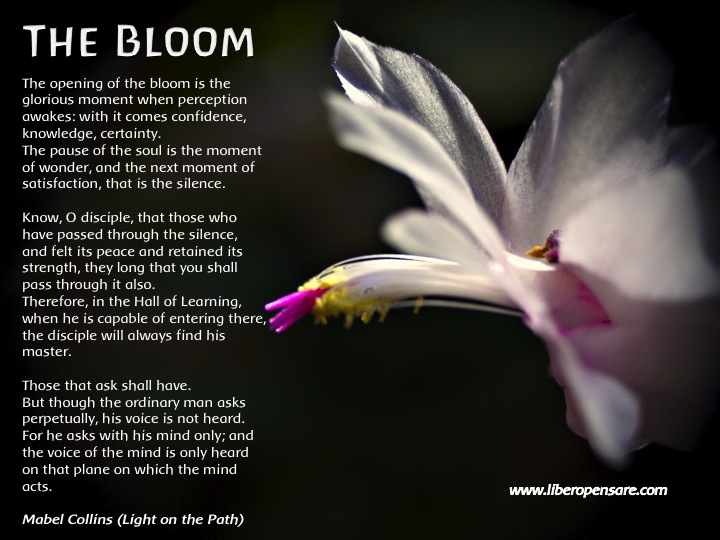 The Bloom Mabel Collins