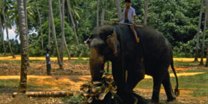 1997 Elephants Orphanage SRI LANKA