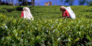 1997 Tea Plantations Nuwara Eliya SRI LANKA