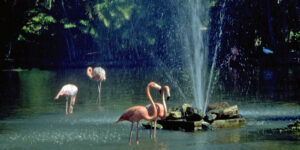 1998 Flamingos DOMINICAN REPUBLIC