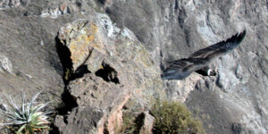 2003 Condor Colca Canyon