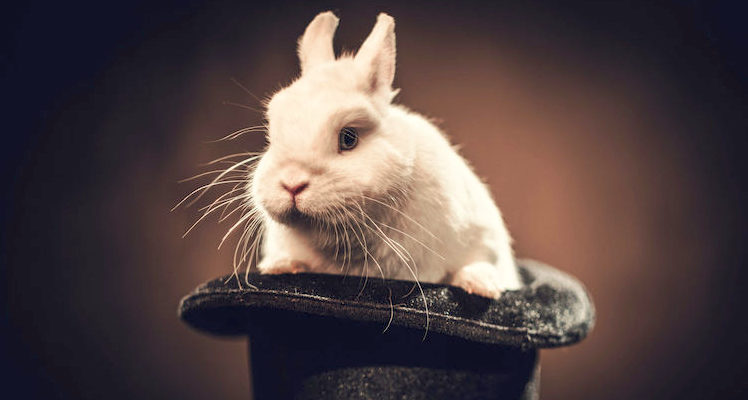 Little rabbit in a magician hat.